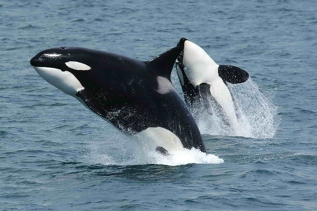 Jumping Killer Whales - Wikipedia