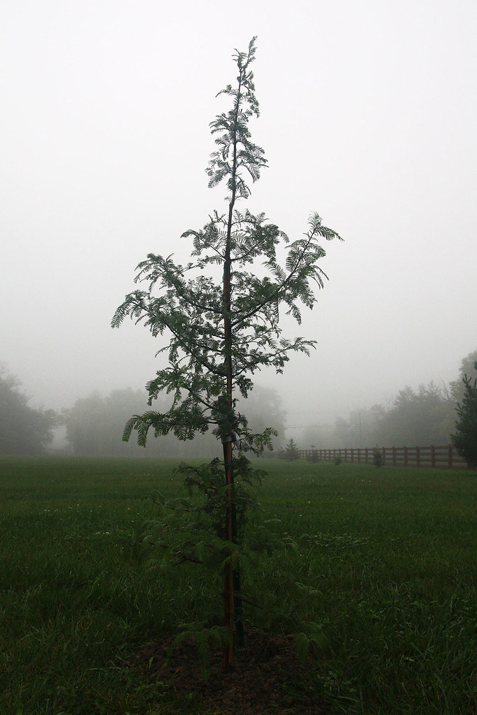 Dawn Redwood in September 2009