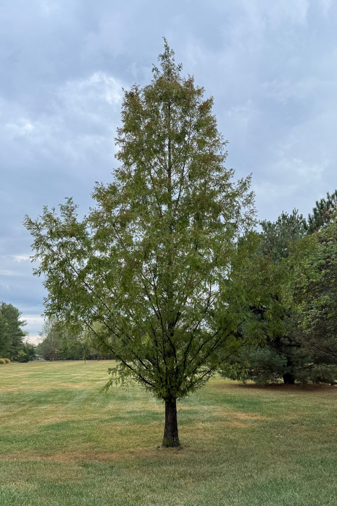 Dawn Redwood in September 2024