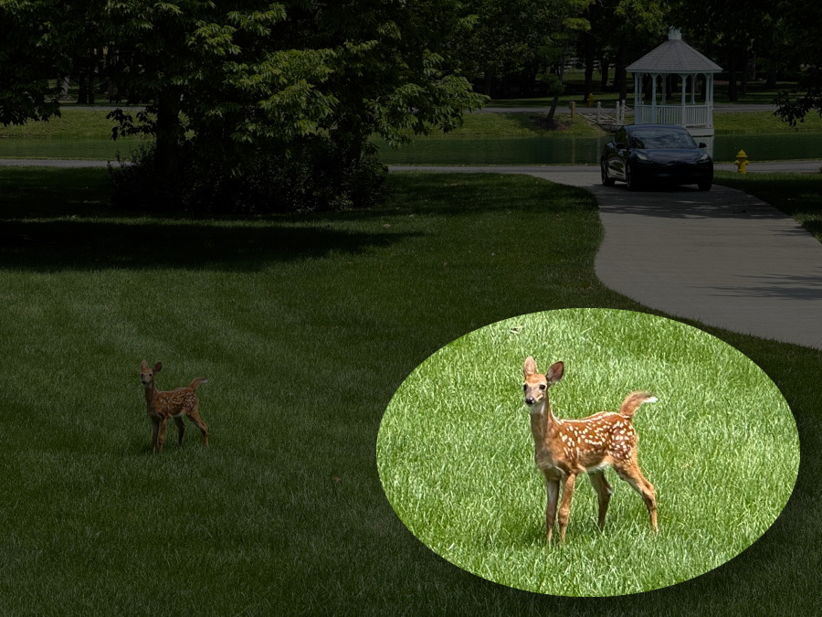 Fawn Front Yard - Tesla coming home