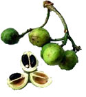 Jatropha Nut